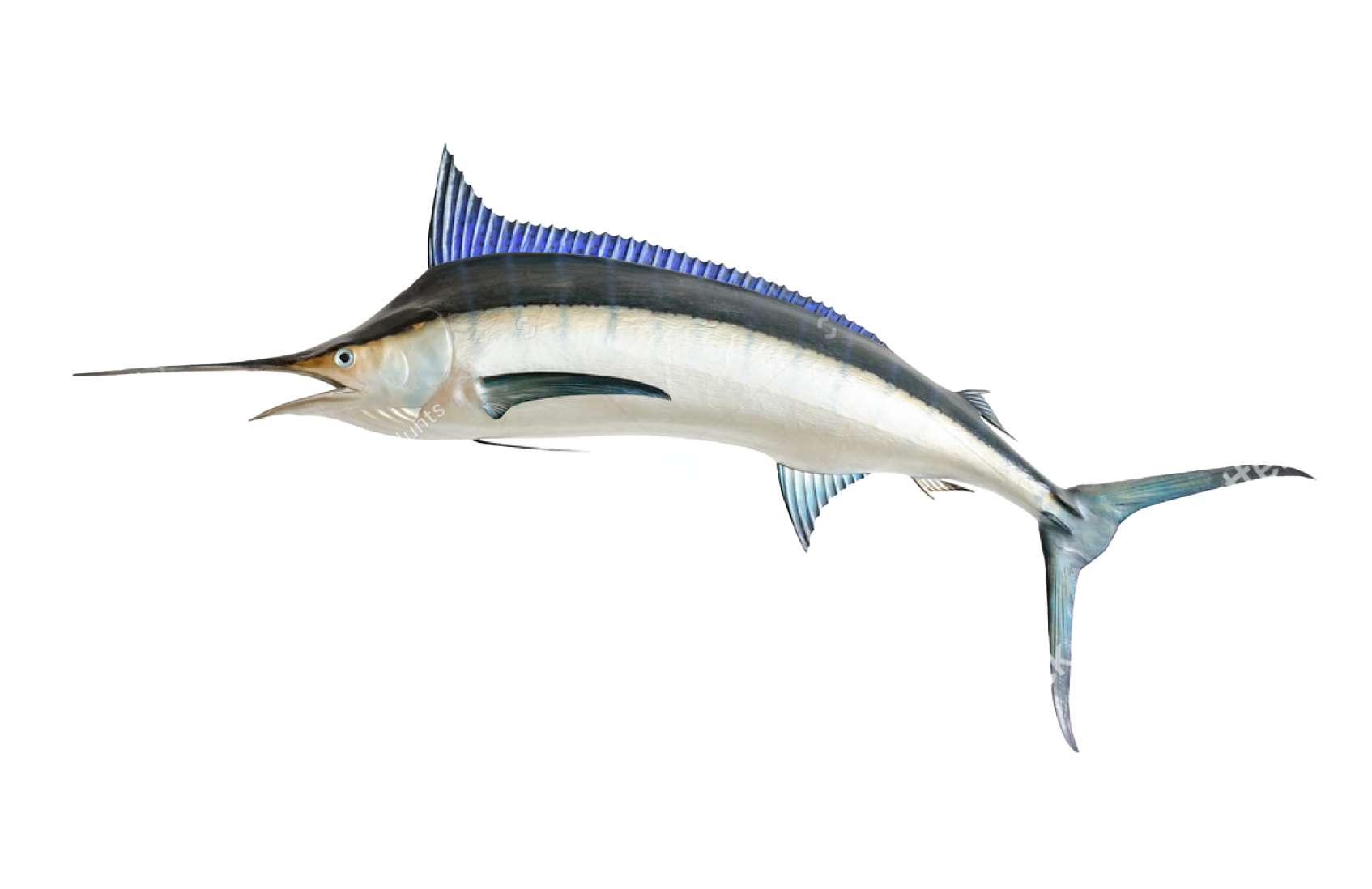 marlin fish