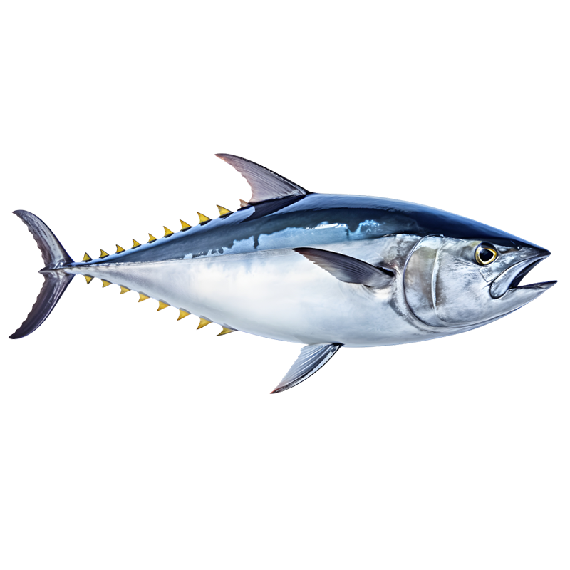 tuna